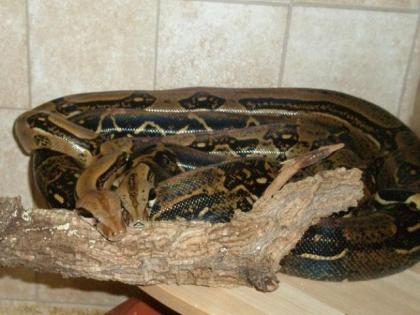 Boa constrictor imperator - Costa Rica