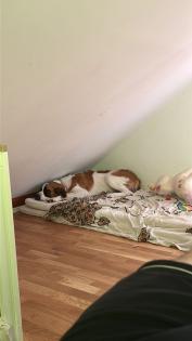 Wundervolle aber sensible Hündin sucht dringend neues Zuhause