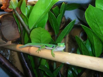 Phelsuma quadriozellata quadriozellata 1x