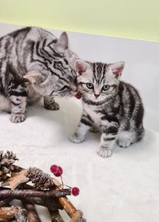 BKH Britisch Kurzhaar Kitten silber tabby Whiskas mit Stammbaum