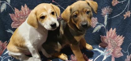 Labrador-Welpe - Deutscher Schäferhund-Mischling