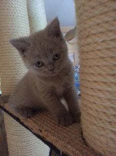 BKH Kitten