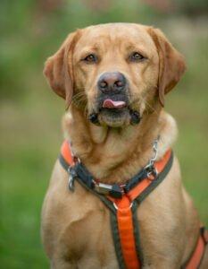 MR. SAM - Labrador - männlich 4 Jahre 58 cm 34 kg Gechipt Kastriert