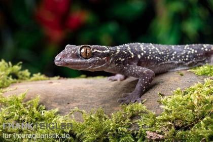 3 Blattzehengeckos komplett ausgestattetes Terrarium