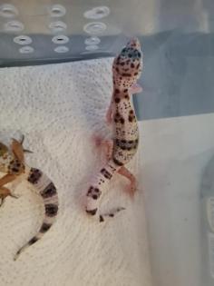 Leopardgeckos NZ 21, 0. 1