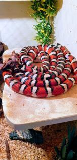 Wegen Hobbyaufgabe abzugeben - Lampropeltis Pyromelana Pyromelana