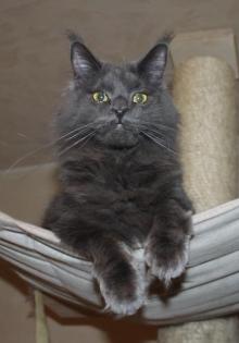 Maine Coon Mädchen in Blue mit Stammbaum
