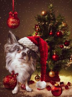 Deckrüde Chihuahua Silber Merle