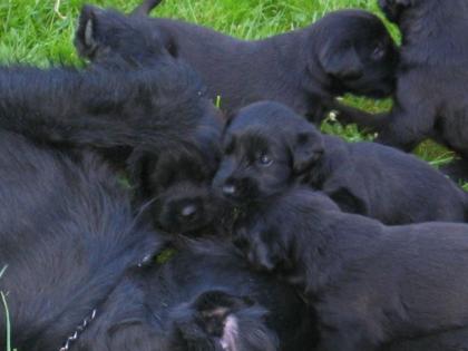 Riesenschnauzer-Welpen aus der Mitte Deutschlands