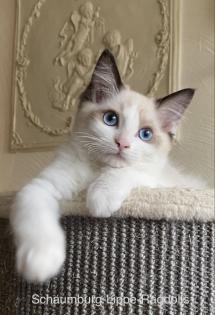 Ragdoll Kitten mit Stammbaum -Abgabebereit -