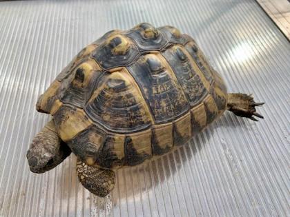4 Griechische Landschildkröten Testudo hermanni-hermanni