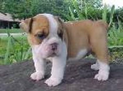 Englisch Bulldogge Welpen zu verkaufen