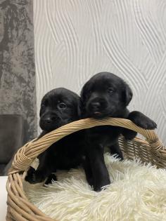 Labrador Welpen, reinrassig, Babylabradore