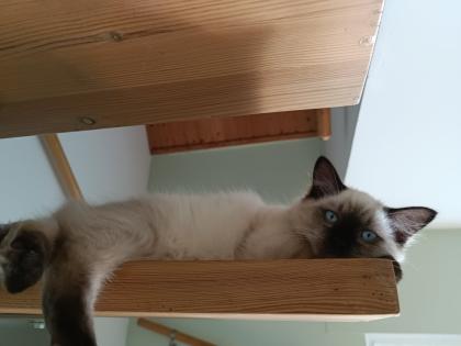 Kleine wunderschöne Kater mit türkisen Augen