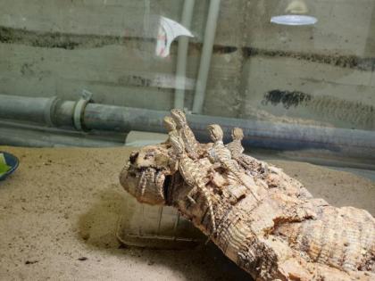 Zwergbartagamen Pogona Henrylawsoni