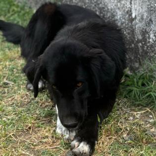 Blackie / Status sucht ein Zuhause