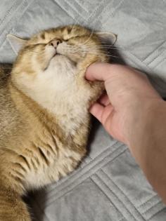 BKH DECKKATER PASCHA