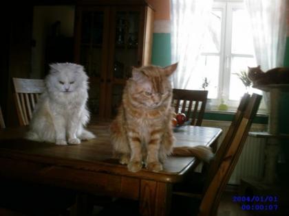 Junge Katzen suchen neues zuhause