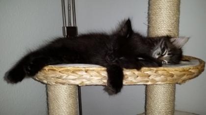 Main-Coon Kitten ab Mitte Oktober abzugeben