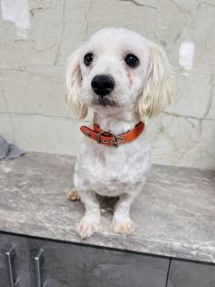 Latte ist ein richtig toller Familienhund