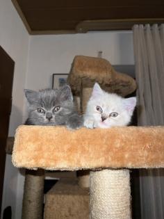 BKH Kitten Weibchen