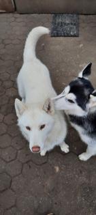 Husky Junghunde zu verkaufen