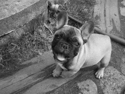 KLEIN, KOMPAKT, BULLYG, DIESER SÜßE FRANZ. BULLDOG