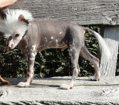 Chinese Crested Chinesischer Nackthund Welpe zu verkaufen