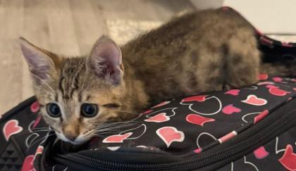 Bengalkitten babykatze bengal