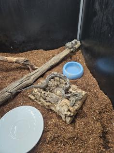 Boa Constrictor Imperator