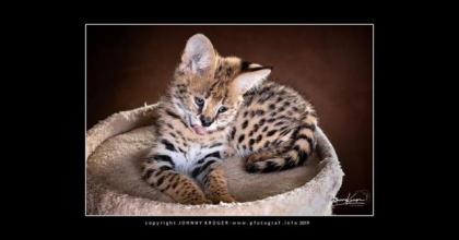 Serval Kitten
