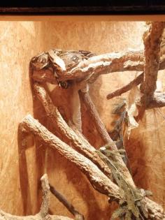 Boa constrictor imperator