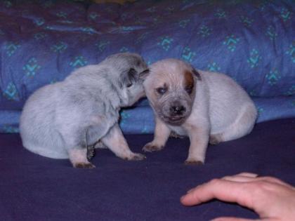 Australian Cattle Dog Welpen