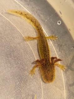 Junge Axolotl Abzugeben