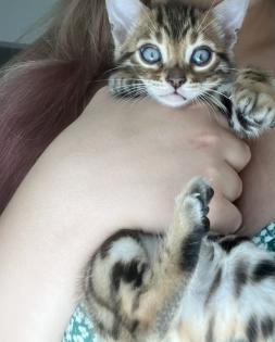 4 zuckersüße Bengal Kitten