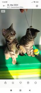 BKH Kitten. Babykatzen