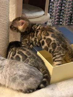 Bengal Kitten Charcoal reinrassiger TICACats-Stammbaum