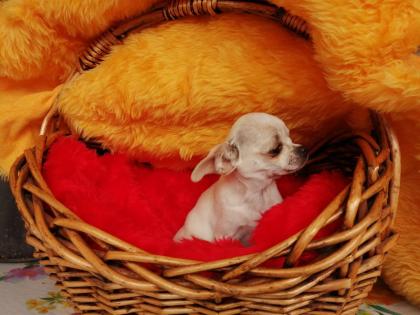 Süßer Chihuahua-Welpe