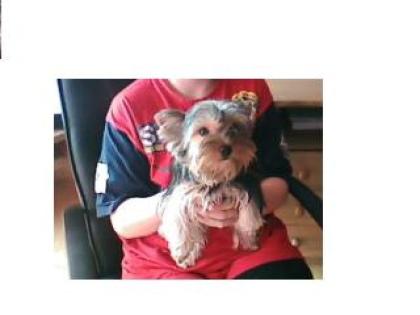 Yorkshire Terrier zu verkaufen