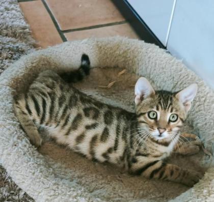 Bengal Kitten