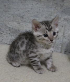 Reinrassige Bengal Kitten