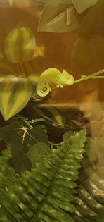 Terrarium und Jemen Chamäleon