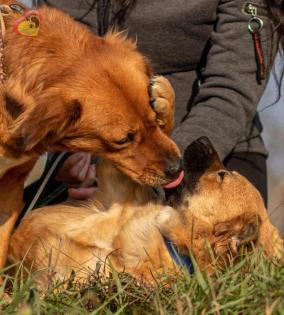 Fibi und Frolic hängen sehr aneinander
