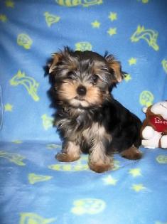Niedliche Yorkie-Welpen