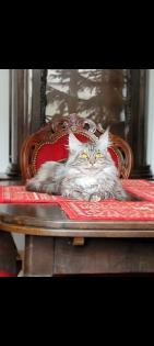 Maine Coon Kitten reinrassig