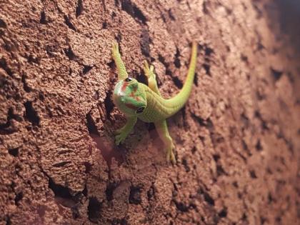 Madagaskar Taggeckos Phelsuma Grandis Jungtiere
