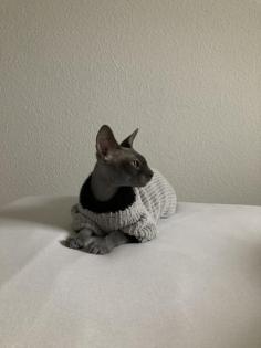 Sphynx Deckkater Lays