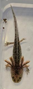 Axolotl Nachwuchs aus eigener Nachzucht
