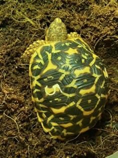 Südindische Sternschildkröten Jungtiere geboren 06/2023 mit Papieren