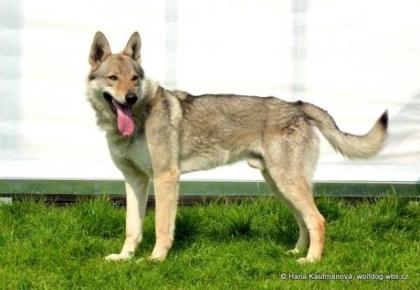Tschechoslowakischer Wolfhund mit Herkunftsausweis